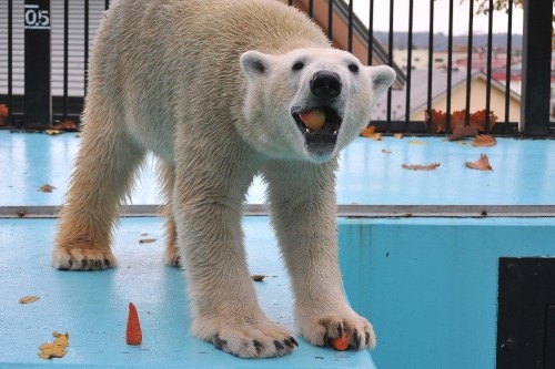 10月24日~おびひろ動物園・イコロ~スポットガイド
