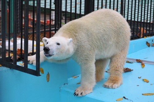 10月24日~おびひろ動物園・イコロ~11時台後半から12時台