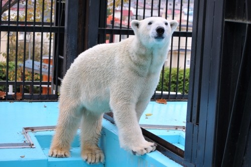 10月24日~おびひろ動物園・イコロ~13時台