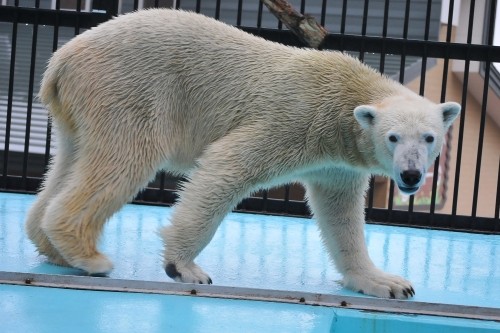 １０月２２日～おびひろ動物園・イコロ～１３時台（スポットガイド）