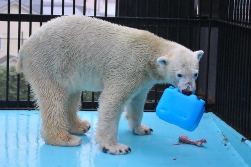 １０月２２日～おびひろ動物園・イコロ～１４時台