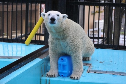 １０月２２日～おびひろ動物園・イコロ～１４時台から１５時台