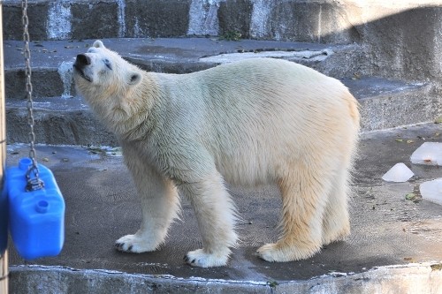 12月11日~浜松市動物園・キロル~13時台から14時台