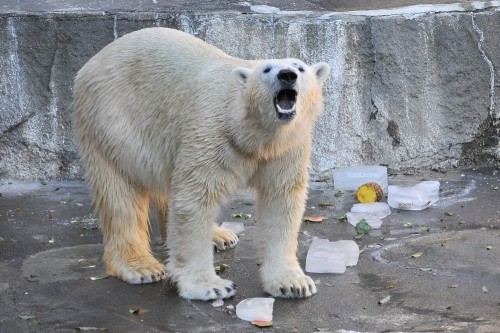 １２月１１日～浜松市動物園・キロル～１４時台から１５時台