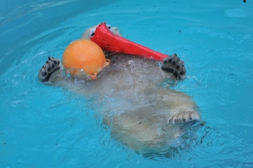 １２月１１日～浜松市動物園・キロル～１５時台後半から１６時過ぎ