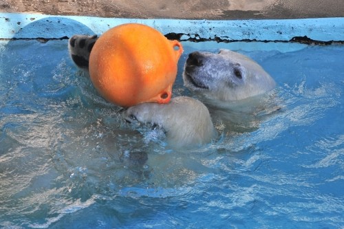 １２月１０日～浜松市動物園・キロル～開園から１０時半まで