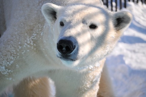 １２月２４日～おびひろ動物園・イコロ～開園から１２時台