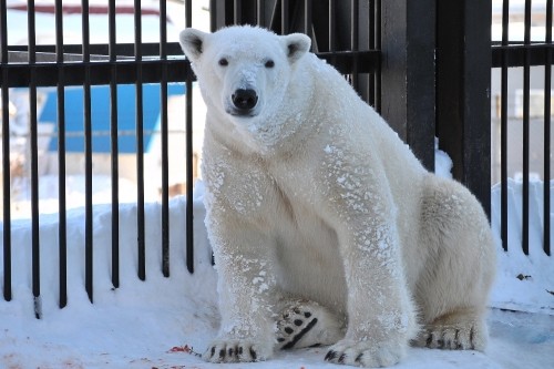 １２月２４日～おびひろ動物園・イコロ～１３時過ぎから閉園まで