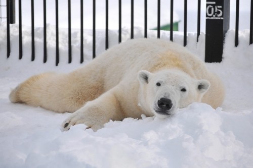 １２月２３日～おびひろ動物園・イコロ～１２時台