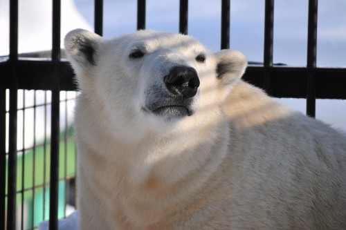 １２月２３日～おびひろ動物園・イコロ～１３時台