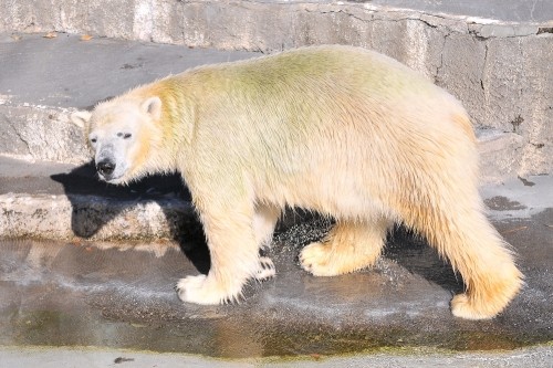 １２月１０日～浜松市動物園・キロル～１０時半から１１時台
