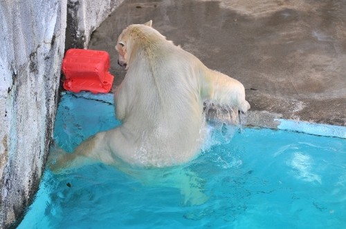 １２月１０日～浜松市動物園・キロル～１２時台前後