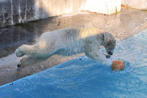 １２月１０日～浜松市動物園・キロル～１４時台からおやつタイム