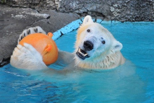 １２月９日～浜松市動物園・キロル～開園から１０時過ぎ