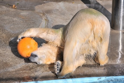 12月9日~浜松市動物園・キロル~10時台から11時台