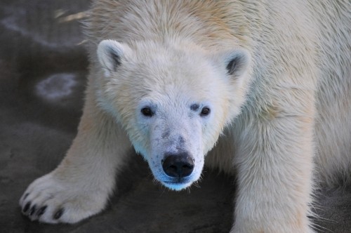 12月9日~浜松市動物園・キロル~12時台から13時台