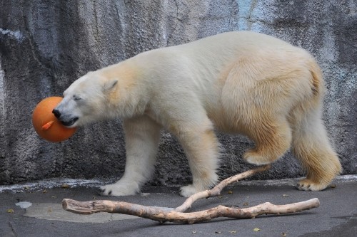 １２月８日～浜松市動物園・キロル～１０時台