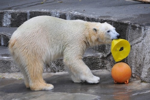 12月8日~浜松市動物園・キロル~10時台続き