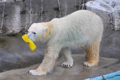 12月8日~浜松市動物園・キロル~10時台から11時台
