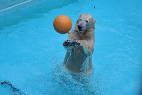 12月8日~浜松市動物園・キロル~11時台から12時台