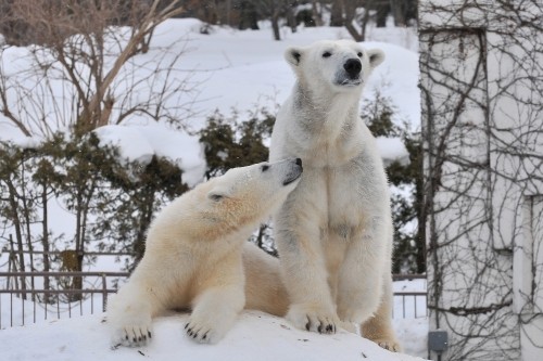 １月２１日～円山動物園・ララ＆アイラの続き