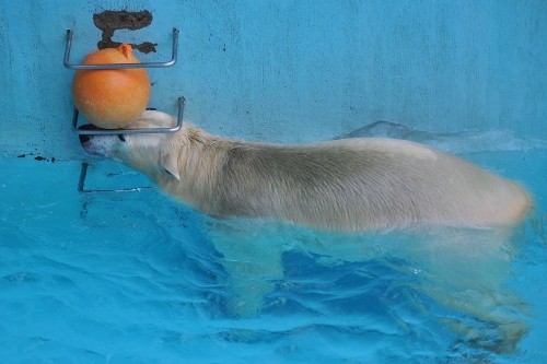 12月8日~浜松市動物園・キロル~12時台から15時台