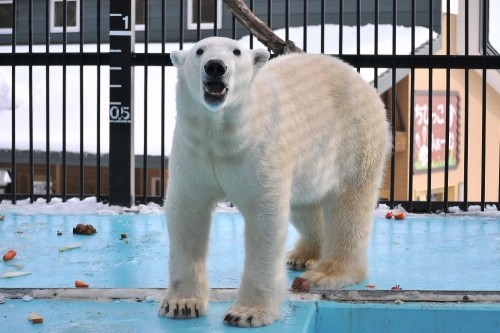 １月２９日～おびひろ動物園・イコロ～１１時台