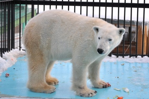 １月２９日～おびひろ動物園・イコロ～１１時台から１２時台