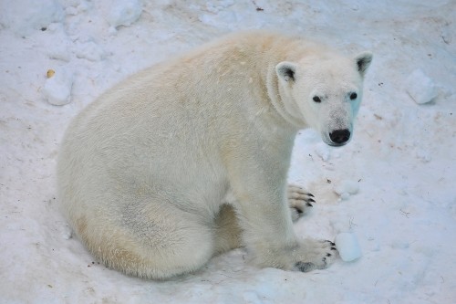 １月２９日～おびひろ動物園・イコロ～１３時台