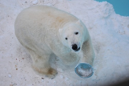 １月２９日～おびひろ動物園・イコロ～閉園前後？！