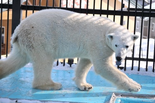 １月２８日～おびひろ動物園・イコロ～開園から１２時台