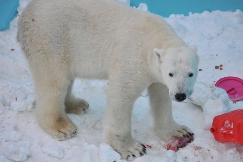 １月２８日～おびひろ動物園・イコロ～１３時台