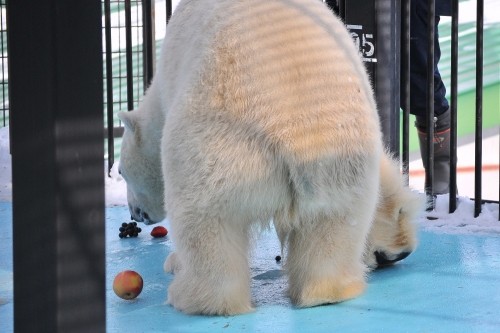 １月２８日～おびひろ動物園・イコロ～１３時台続き