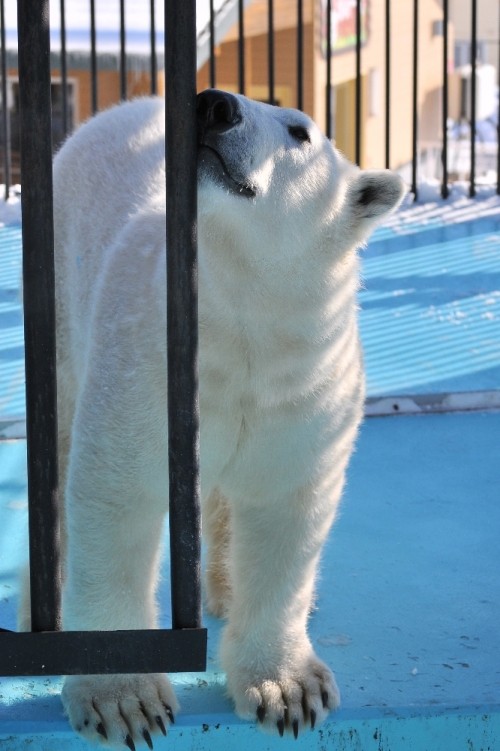 １月２７日～おびひろ動物園・イコロ～１１時台