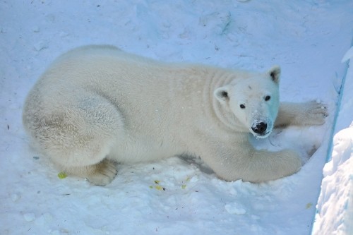 １月２７日～おびひろ動物園・イコロ～ほぼ１２時台