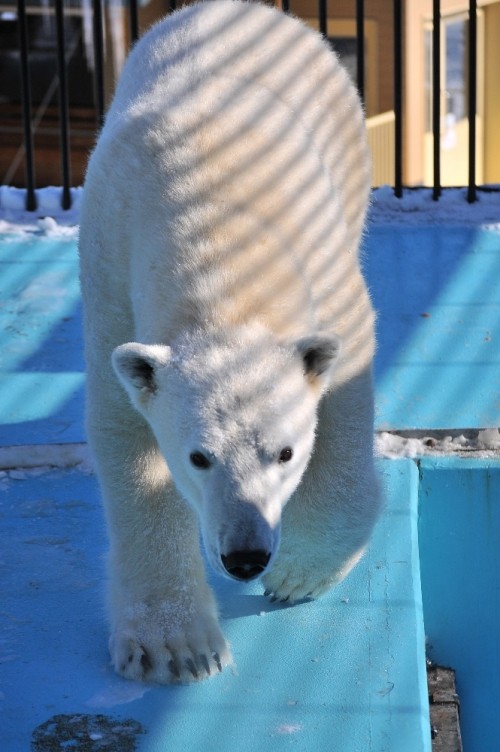 １月２７日～おびひろ動物園・イコロ～１２時台から閉園まで