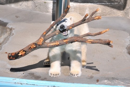 ２月１１日～今日のキロル