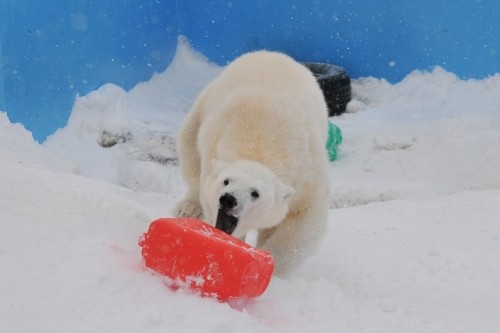 ２月１９日～円山動物園・ララ＆アイラ～１５時台（送る会続き）