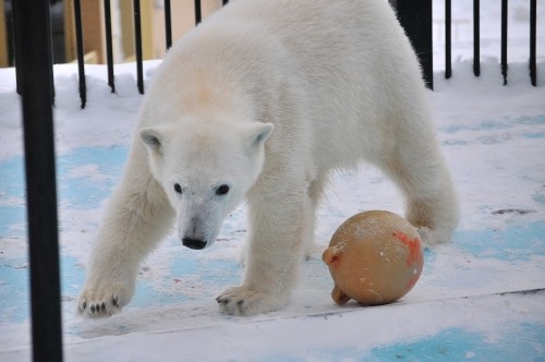 2月26日~おびひろ動物園・イコロ&アイラ~10時台