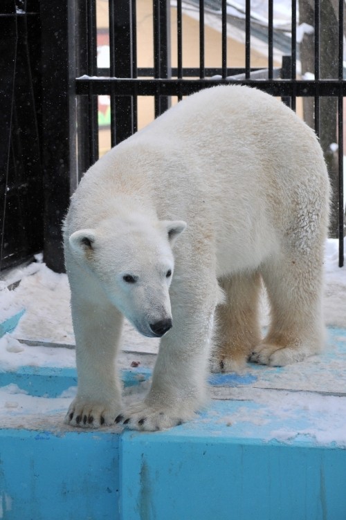 2月26日~おびひろ動物園・イコロ&アイラ~11時台前半