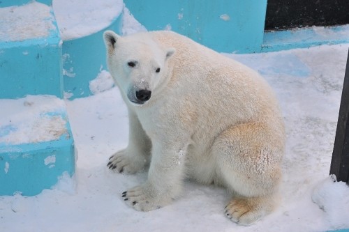 2月26日~おびひろ動物園・イコロ&アイラ~11時台後半から12時台