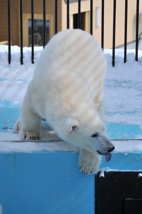 2月26日~おびひろ動物園・イコロ&アイラ~13時台