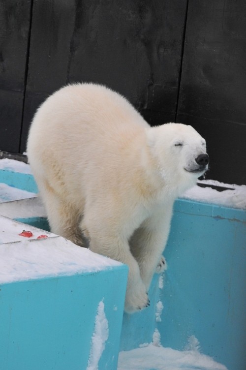 2月26日~おびひろ動物園・イコロ&アイラ~13時台から14時台