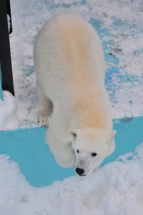 2月25日~おびひろ動物園・イコロ&アイラ~11時半から12時台