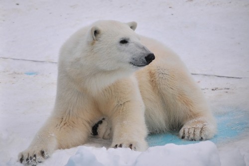2月25日~おびひろ動物園・イコロ&アイラ~12時台から13時台