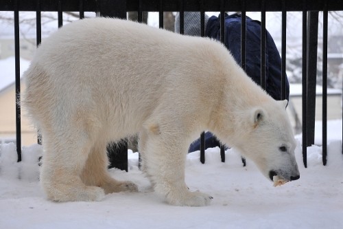 2月25日~おびひろ動物園・イコロ&アイラ~13時台以降