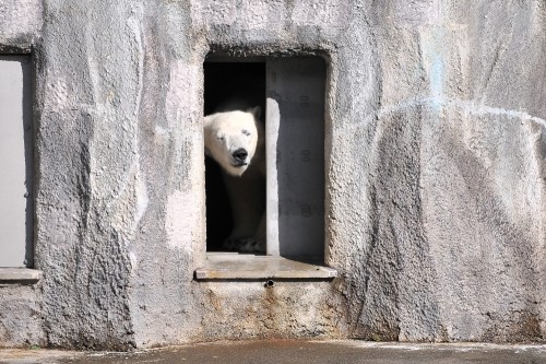 ２月９日～浜松市動物園・キロル～開園から１０時台まで