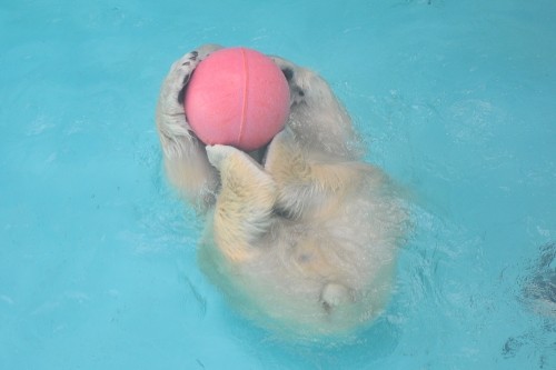 ２月９日～浜松市動物園・キロル～１０時台から１１時台