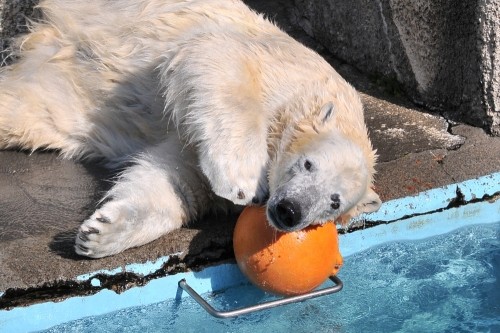 ２月１０日～浜松市動物園・キロル～開園から１０時台まで