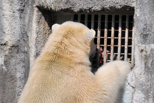 ２月１０日～浜松市動物園・キロル～１１時台から１２時台